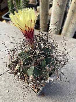 Astrophytum capricorne niveum